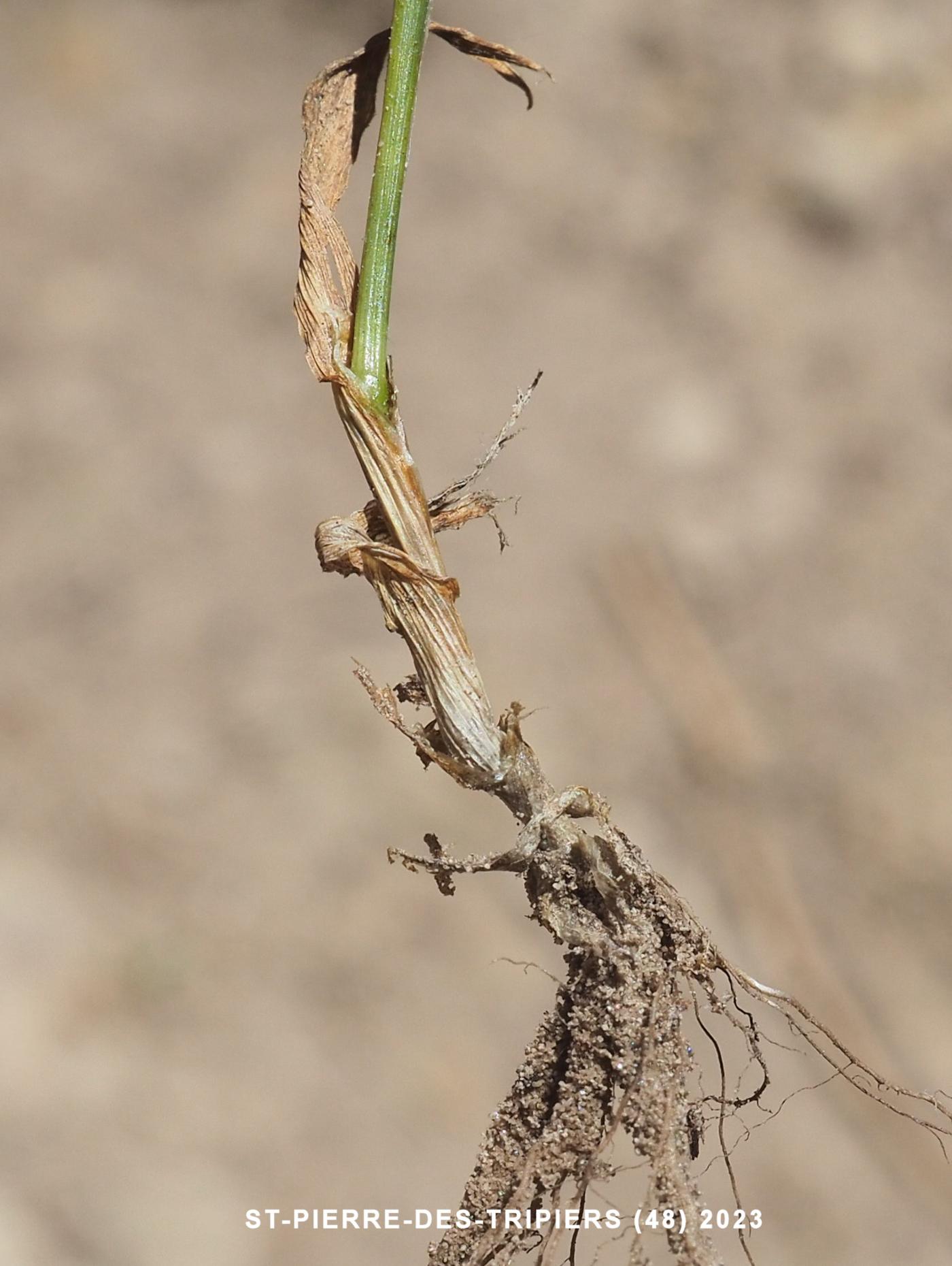 Cat's-Tail, Sand leaf